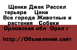 Щенки Джек Рассел терьера  › Цена ­ 15 000 - Все города Животные и растения » Собаки   . Орловская обл.,Орел г.